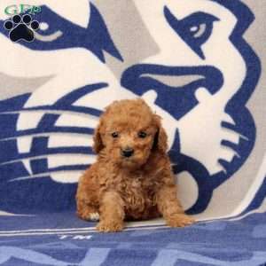 Josh, Toy Poodle Puppy